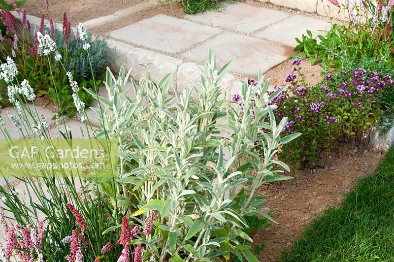 Sandstone paving path and step by perennial border in The Precious Resources Garden at RHS Tatton Flower Show 2013