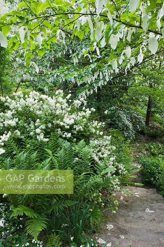 White planting of Deutzia gracilis and Davidia involucrata (handkerchief tree, dove tree, ghost tree)