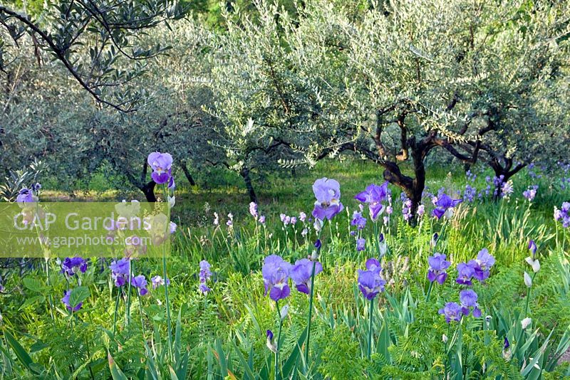 Olive grove with Iris pallida dalmatica