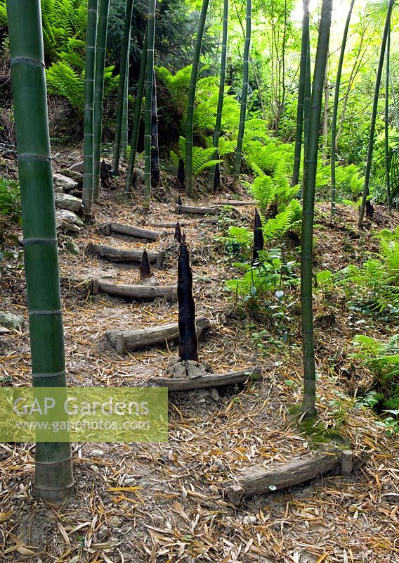 Phylostachys Edulis in the valley with wooden steps up slope thorough ferns and bamboo 