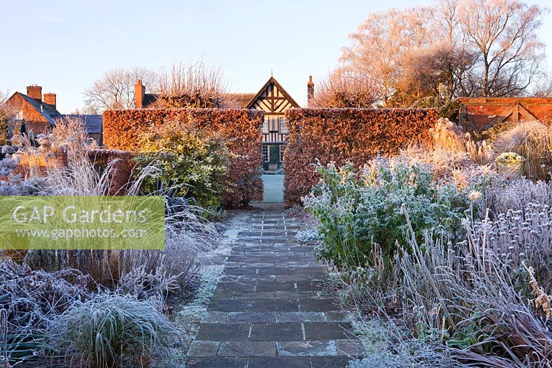Wollerton Old Hall, Shropshire - Winter garden in frost - path to the house at dawn with clipped beech hedge and frosty borders 
