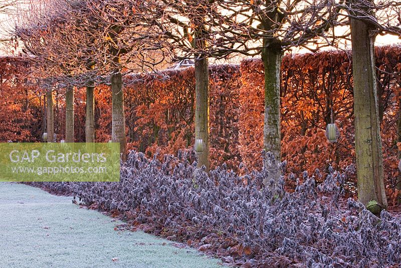 Winter garden in frost - view along the lime allee at dawn with clipped beech hedge, Tilia platyphyllos 'Rubra' and sage