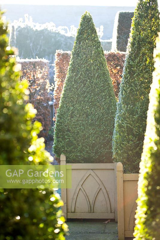 Winter garden in frost - versailles containers planted with clipped topiary box pyramids