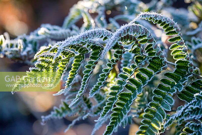 Close up a frosted backlit fern 