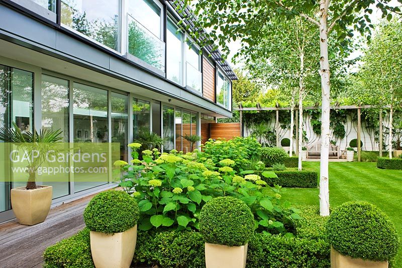 Modern garden with lawn, beds of Hydrangea 'Annabelle' , Betula jacquemontii - The Glass House, Petersham-  Architects Terry Farrell Partners - Garden design by Sallis Chandler
