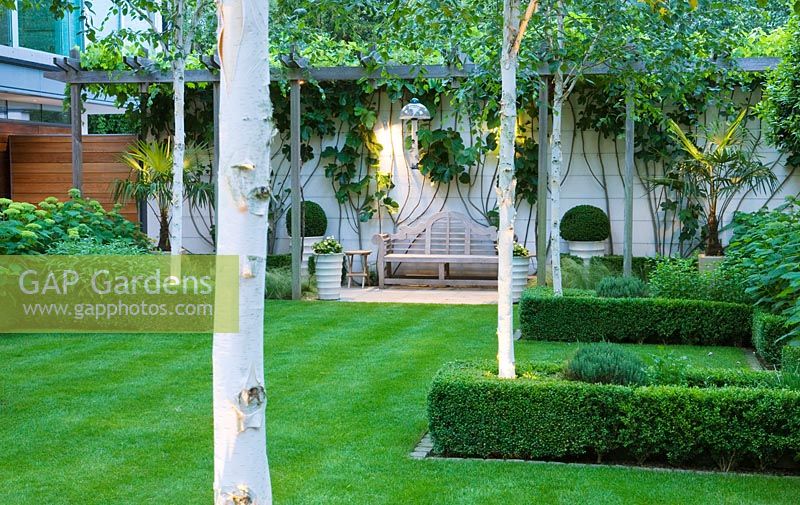 Modern garden with lawn, Box edged beds and Betula utilis 'Jacquemontii' - The Glass House - Architects Terry Farrell Partners - Garden design by Sallis Chandler