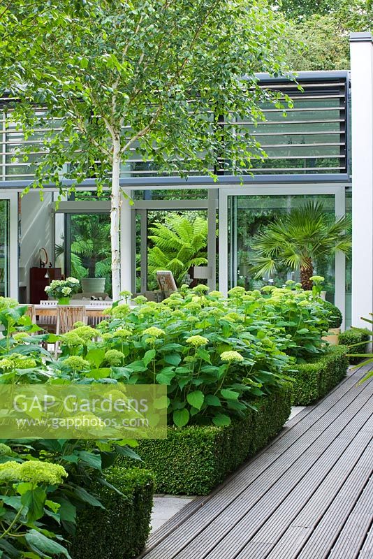 View to glass pavilion with decking, Box edged beds of  Hydrangea 'Annabelle' - The Glass House - Architects Terry Farrell Partners - Garden design by Sallis Chandler