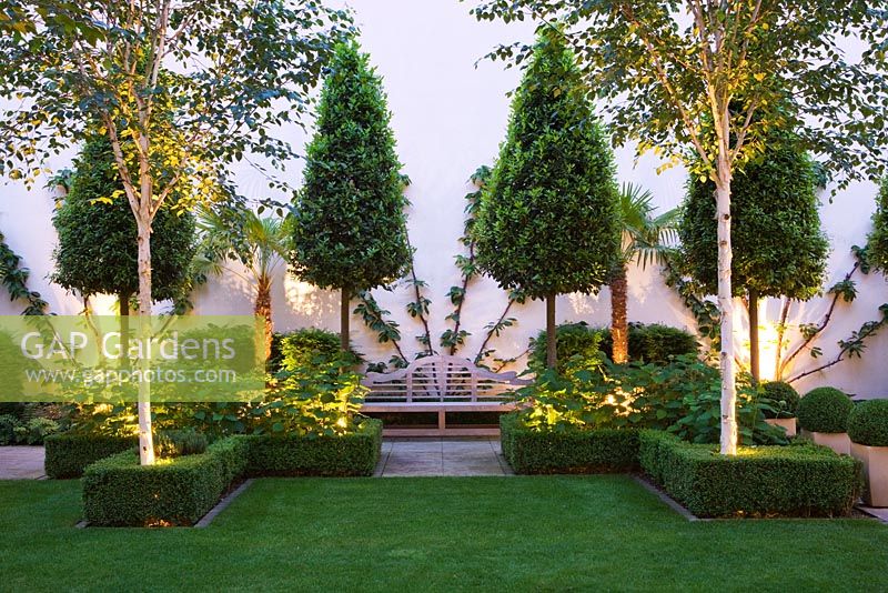 Night view of clipped box, lawn, clipped bays, betula jacquemontii and hydrangeas 