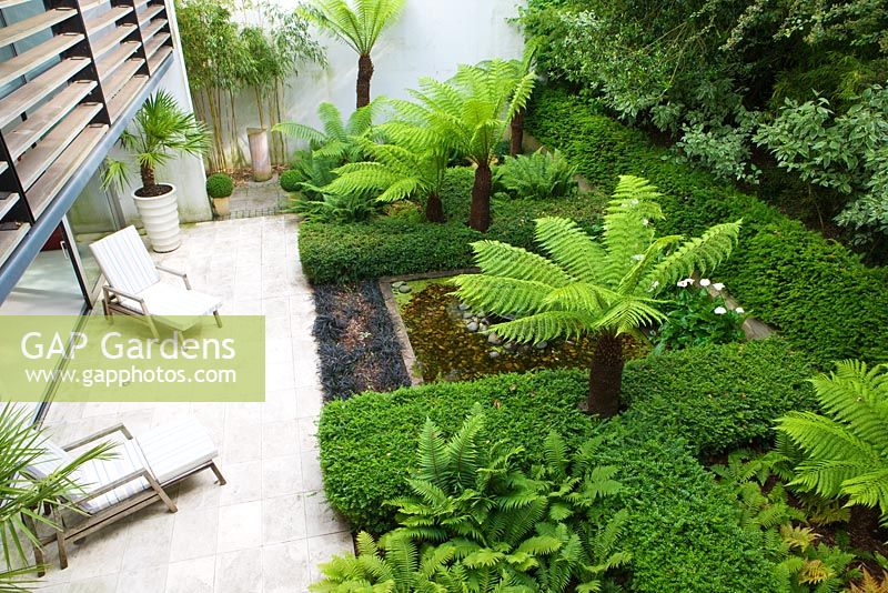 View down onto limestone patio with tree ferns - dicksonia antartica and black pool 