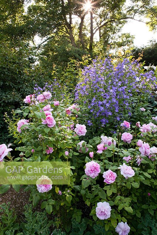 Rosa 'Cottage Rose', Campanula lactiflora 'Prichard's variety'