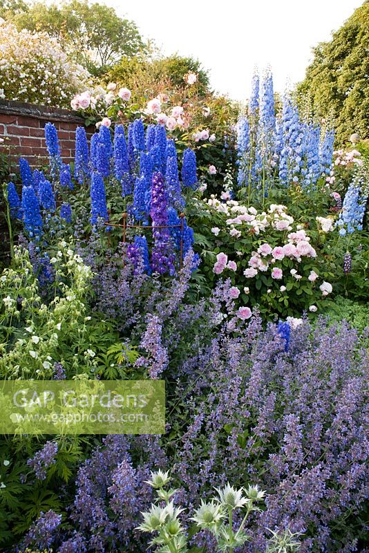 Summer border in walled garden -  Nepeta 'Six Hills Giant', Delphinium elatum seedling, Rosa 'Barbara Austin', Geranium pratense 'Album', Eryngium giganteum.