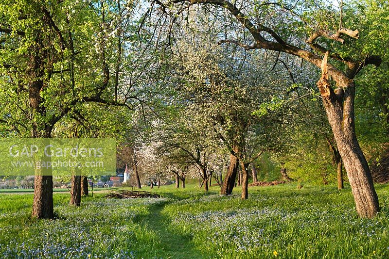 Grass path through and old apple orchard with Myosostis - Forget me nots