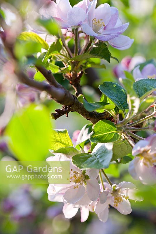 Apple blossom - Malus 'Lord Lambourne'
