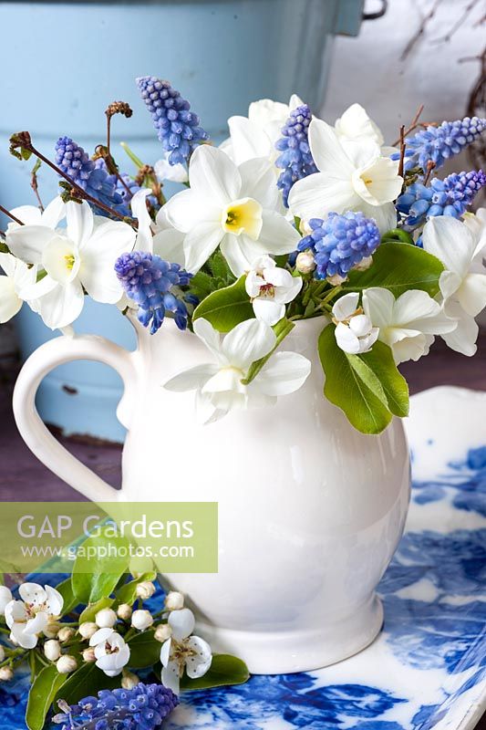 White Narcissus, Pear blossom and Muscari displayed in white china jug