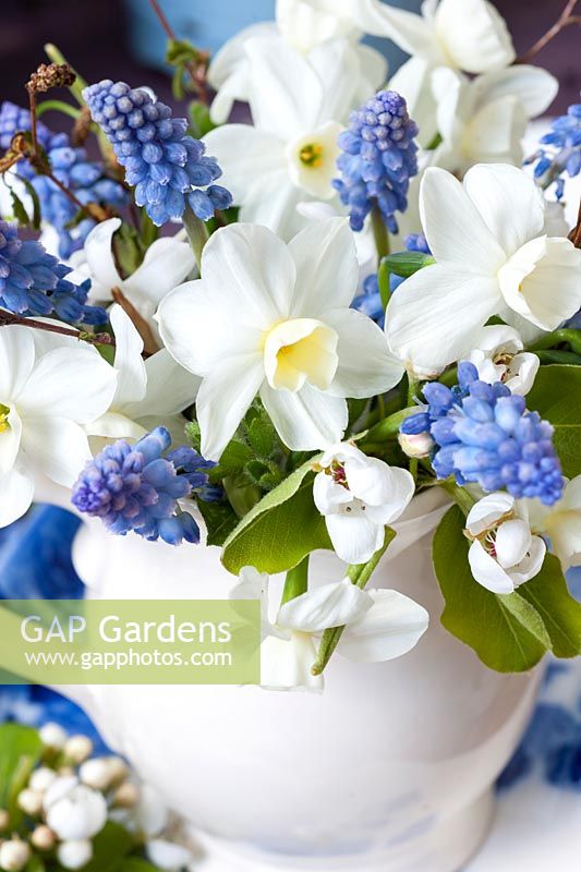 White Narcissus, Pear blossom and Muscari displayed in white china jug
