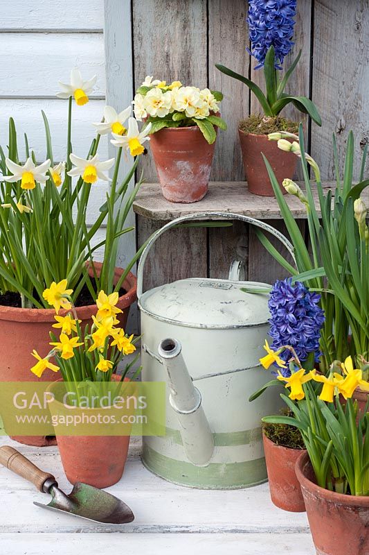 Spring bulbs displayed in pots with watering can - Narcissus 'Tete a Tete' and 'Jack Snipe', hyacinth and primrose