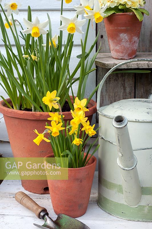 Narcissus 'Tete a Tete' with 'Jack Snipe' in containers