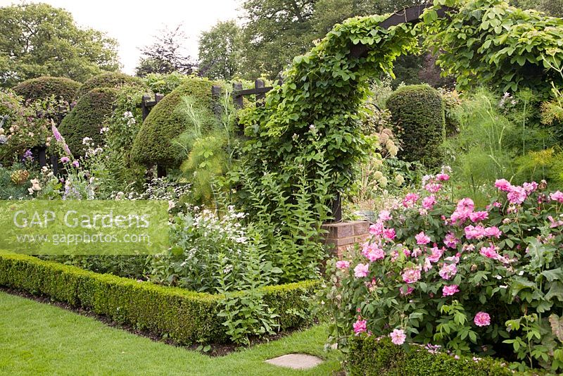 Summer borders with clipped low Buxus hedge and clipped Yew trees with Leucanthemum and Rosa gallica Versicolor. Chenies Manor, Buckinghamshire