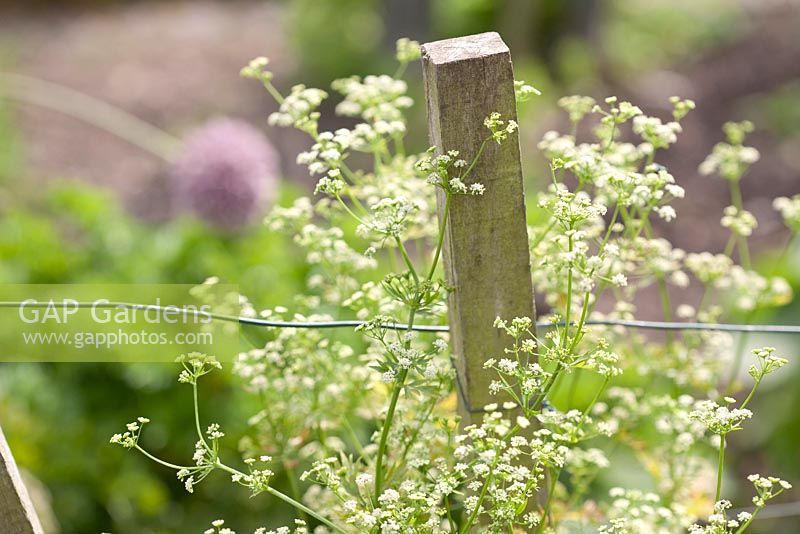Fence post with informal summer planting of umbellifer. Chenies Manor, Buckinghamshire
