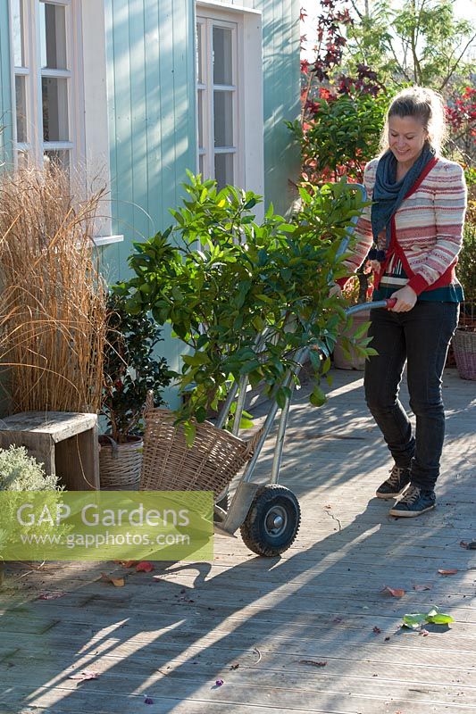 Woman moving container grown lime tree on cart 