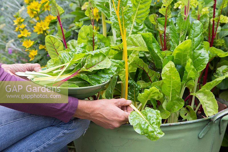 Harvesting Swiss Chard 'Five Colour Silverbeet'
