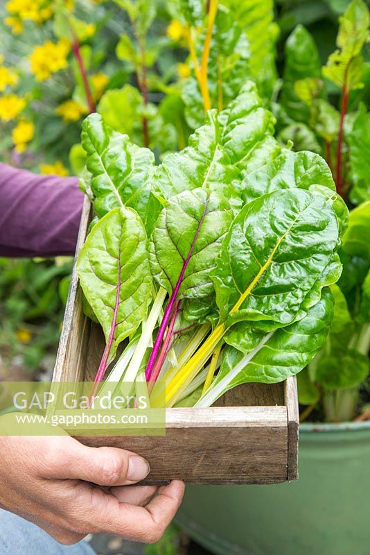 Harvested Swiss Chard 'Five Colour Silverbeet' in wooden trug