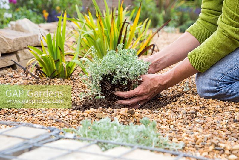 Planting Artemisia 'Powis Castle' in gravel garden