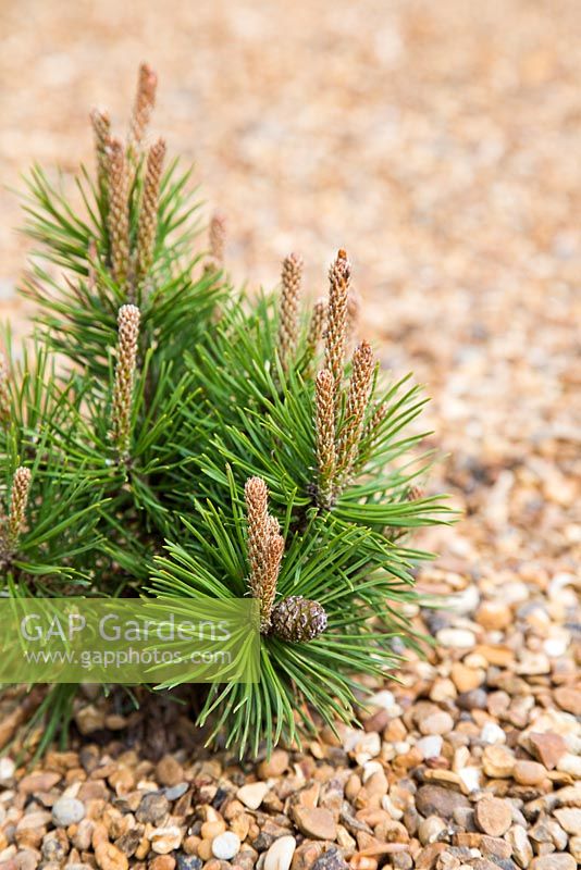 Pinus in gravel garden