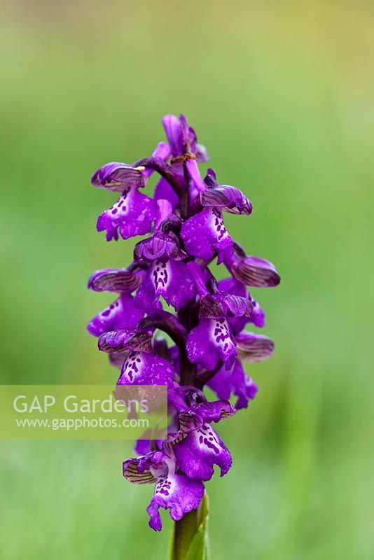Orchis morio - Green-winged or Green-veined Orchid