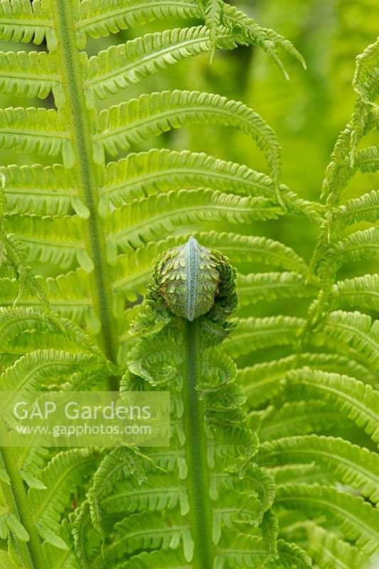Athyrium Filix Femina - Lady fern unfurling in spring