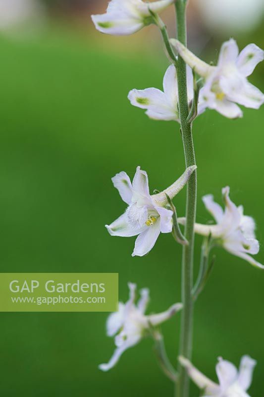 Delphinium hesperium subsp. pallescens - Pale flowered western larkspur