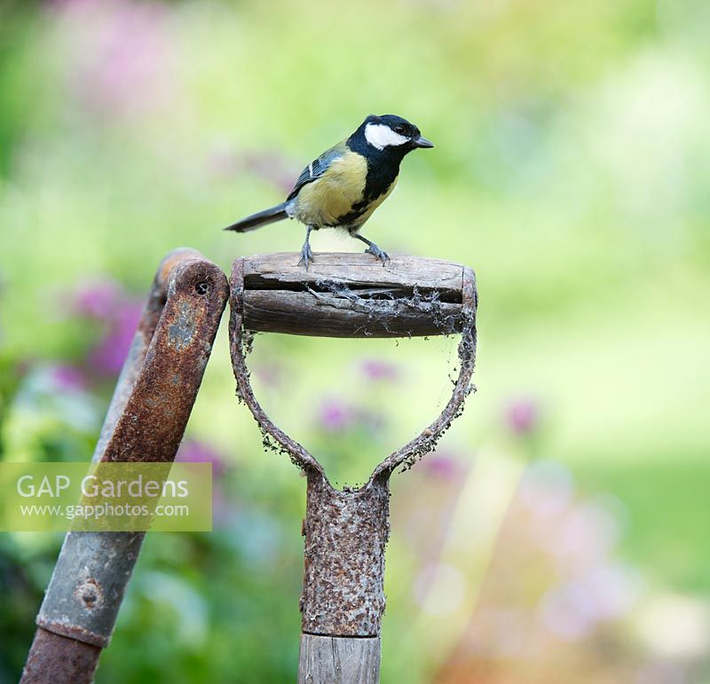 Parus major - Great tit perched on a old garden fork handle