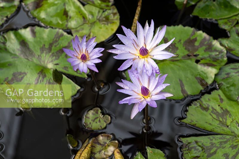 Nymphaea Colorata - Tropical Water Lily