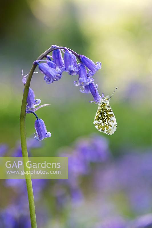 Anthocharis cardamine - Orange tip butterfly on a bluebell flower in the English countryside