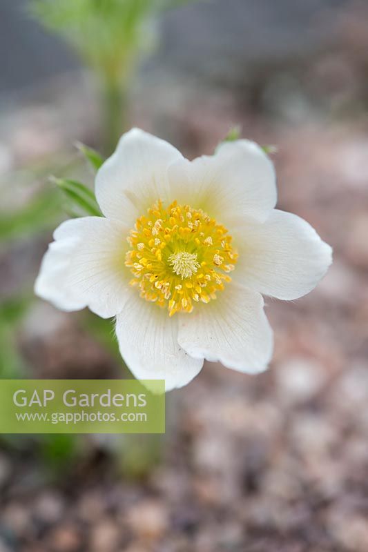 Pulsatilla Vulgaris Alba - White Pasqueflower