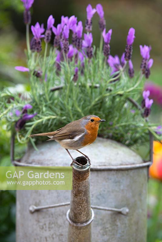 Erithacus rubecula - Robin perched on an old garden watering can planted with lavender