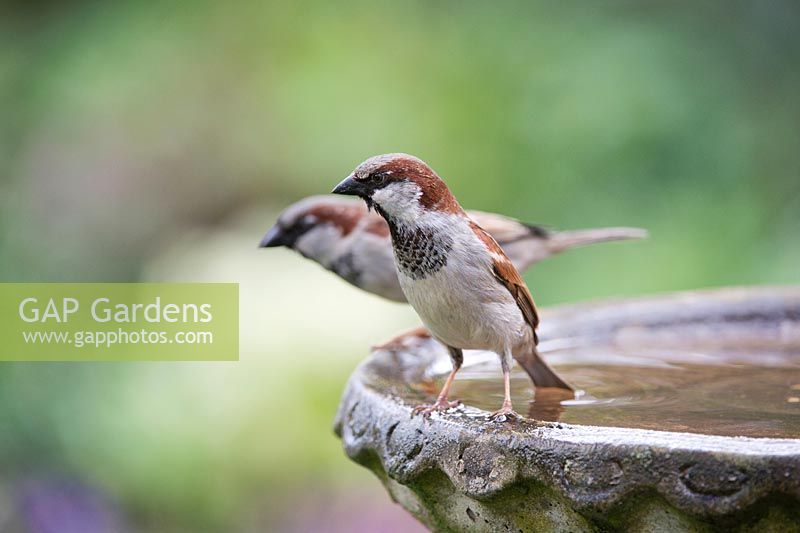 Passer domesticus - Male House sparrows on a birdbath
