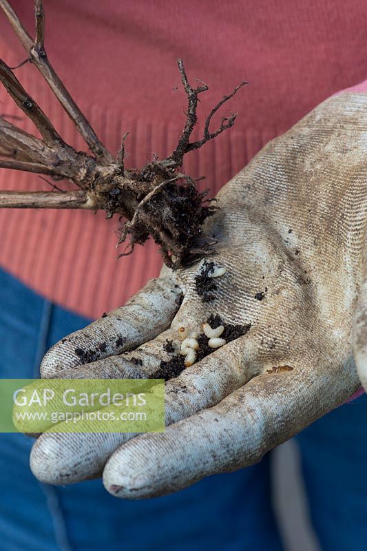 Otiorhynchus sulcatus - Gardener holding Vine weevil larvae and a destroyed plant