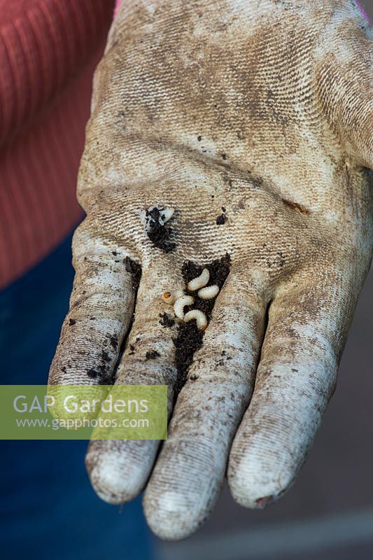 Otiorhynchus sulcatus - Gardener holding Vine weevil larvae