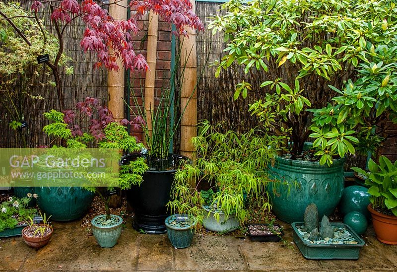 Japanese style planting in containers on patio, Westgate villas, Shropshire
