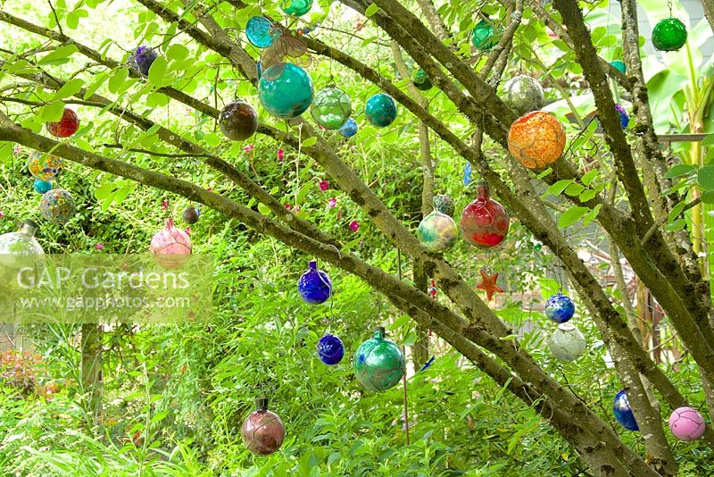 Summer garden with Hamamelis mollis - Witch Hazel and art installation of glass balls. 