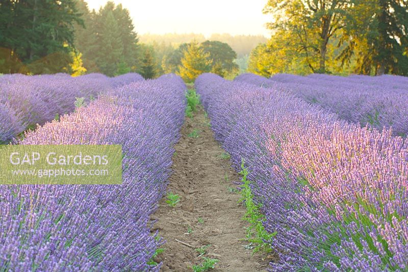 Summer sunrise in the lavender field with Lavandula angustifolia 'Buena Vista' - Lavender.