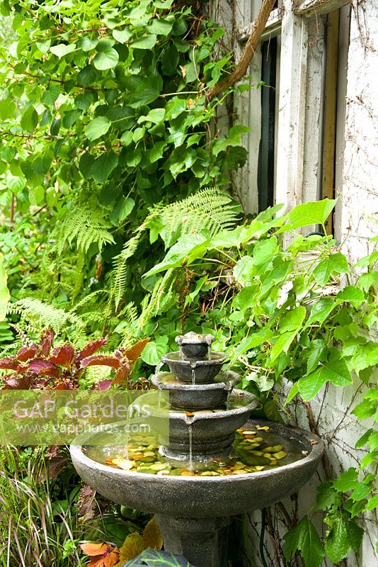 European-style fountain alongside stucco-sided studio outbuilding. Parthenocissus tricuspidata - Boston Ivy, Solenostemon scutellarioides 'Alabama Sunset' - Common Coleus.