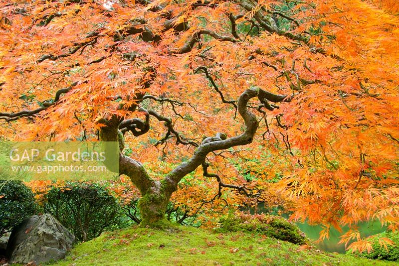 Acer palmatum - Japanese Maple. Fall scene of finely pruned maple near the upper pond. One of the most-recognized landmarks in this garden. 
