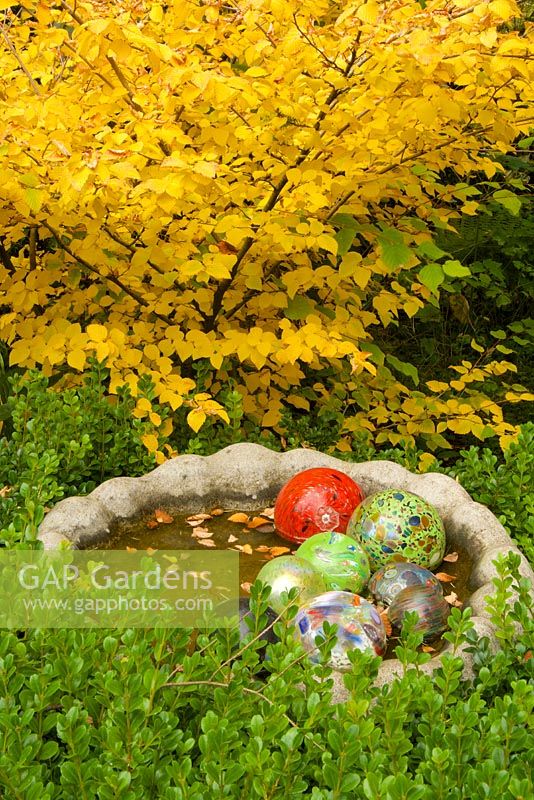 Fall garden with birdbath and floating glass balls. Corylopsis pauciflora - Buttercup Winter Hazel.