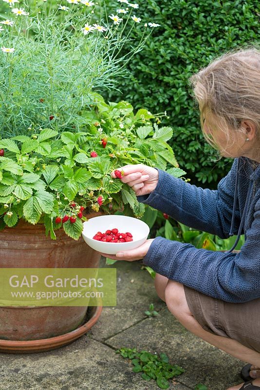 Woman picking alpine strawberries from  large terracotta container on patio