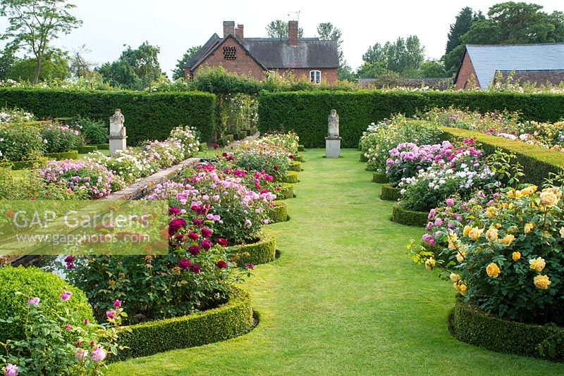 Rose garden with yew hedges, canal and serpentine borders edged with box. The Renaissance Garden, David Austin Roses, Albrighton, Staffordshire.