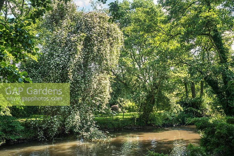 Rosa 'Paul's Himalayan Musk' festooning a mature tree beside river. Worfield, Shropshire.