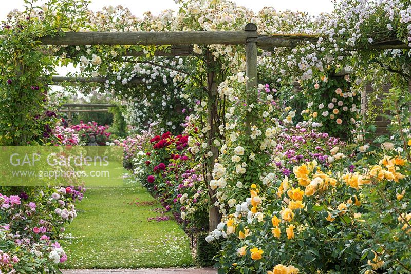 Rose covered pergola. The Long Garden, David Austin Roses, Albrighton, Staffordshire.