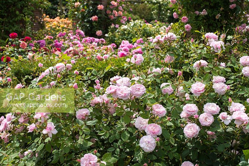 Rosa 'Lady Salisbury'. The Long Garden, David Austin Roses, Albrighton, Staffordshire.